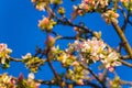 apple tree branch in blossom on blue sky background Royalty Free Stock Photo