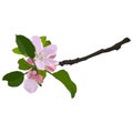 Apple tree branch in blossom, vector isolated illustration Royalty Free Stock Photo