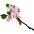Apple tree branch in blossom, vector isolated illustration Royalty Free Stock Photo