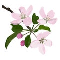 Apple tree branch in blossom, vector isolated illustration Royalty Free Stock Photo