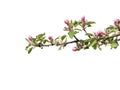 Apple tree branch with buds and flowers in blossom Royalty Free Stock Photo