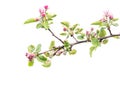 Apple tree branch with buds and flowers in blossom Royalty Free Stock Photo