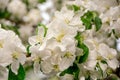White flowers of apple tree in spring in the garden close-up Royalty Free Stock Photo