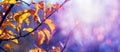 Apple tree branch with dry autumn leaves in sunny weather against a blue and purple background