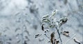 Apple tree branch with dry leaves in the garden in winter during a snowfall Royalty Free Stock Photo