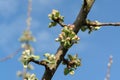Apple tree branch with flower buds at the pink bud stage against the sky Royalty Free Stock Photo