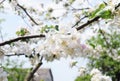 Apple tree branch flowers blossom. Apple tree flowers blooming Royalty Free Stock Photo