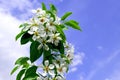 Apple-tree branch in flowers blossoms in the spring against the background of clouds and the blue sky Royalty Free Stock Photo