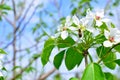 Apple-tree branch in flowers blossoms in the spring against the background of clouds and the blue sky Royalty Free Stock Photo