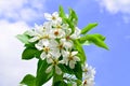 Apple-tree branch in flowers blossoms in the spring against the background of clouds and the blue sky Royalty Free Stock Photo