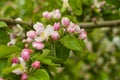 Apple tree branch with flowers close up. The concept of spring and freshness, garden and harvest