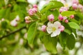 Apple tree branch with flowers close up. The concept of spring and freshness, garden and harvest