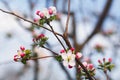 Apple tree branch with flowers. The concept of spring and freshness, garden and harvest. Flowering in the apple garden