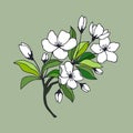 Apple tree branch with flowers, leaves. eps10 vector illustration. hand drawing. Royalty Free Stock Photo