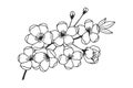 Apple tree branch with flowers. Vector stock illustration eps10. Hand drawing. Royalty Free Stock Photo