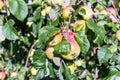 An apple tree branch full of apples on a sunny day Royalty Free Stock Photo