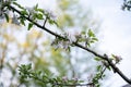 Apple tree branch full of beautiful delicate blossoms Royalty Free Stock Photo