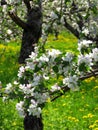 Apple tree branch full of flowers blooming