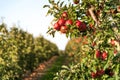 Apple tree branch full of red organic apples, growing in an orchard. Apple harvest