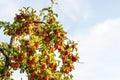 Apple tree branch full of red organic apples, growing in an orchard on a sunny day Royalty Free Stock Photo