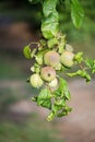 Apple tree branch Royalty Free Stock Photo