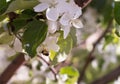 Apple tree branch with white flowers