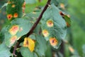 Apple tree branch with green leaves affected by a fungal disease rust. Royalty Free Stock Photo