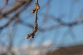 Apple tree branch with green and red fur fresh buds is on a blue blurred background in a park in spring Royalty Free Stock Photo