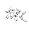 Apple tree branch. Hand drawn sketch style illustration. Isolated on white Royalty Free Stock Photo