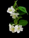 Apple tree branch isolated on a black background Royalty Free Stock Photo