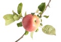 Apple tree branch with leaves and ripe juicy apple on a white background. Red green apple, isolate, Agricultural Royalty Free Stock Photo