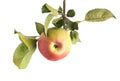 Apple tree branch with leaves and ripe juicy apple on a white background. Red green apple, isolate, Agricultural Royalty Free Stock Photo