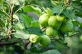 Apple tree branch with many juicy green young apples and large green foliage Royalty Free Stock Photo