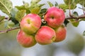 Apple tree branch with red apples on a blurred background during ripening Royalty Free Stock Photo