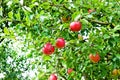 Apple tree Royalty Free Stock Photo