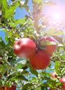 Apple tree branch Royalty Free Stock Photo