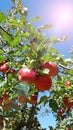 Apple tree branch Royalty Free Stock Photo