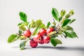 Apple tree branch with ripe red apples and green leaves on white background with shadow Royalty Free Stock Photo