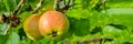 Apple tree. Branch of ripe red apples on a tree in a garden.Harvest time.Fresh organic green apples Royalty Free Stock Photo