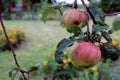 Apple tree branch with ripe striped apples in the autumn garden, close-up, side view Royalty Free Stock Photo