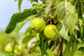 Apple tree branch with ripening green and yellow apples under bright sunlight Royalty Free Stock Photo