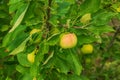 Apple tree branch with ripening juicy apples under bright sunlight. Summer harvest in the garden. Organic gardening and Royalty Free Stock Photo