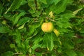 Apple tree branch with ripening juicy apples under bright sunlight. Summer harvest in the garden. Organic gardening and Royalty Free Stock Photo