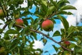 Apple tree branch with ripening juicy apples under bright sunlight. Summer harvest in the garden. Organic gardening and Royalty Free Stock Photo