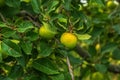 Apple tree branch with ripening juicy apples under bright sunlight. Summer harvest in the garden. Organic gardening and Royalty Free Stock Photo