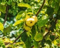 Apple tree branch with ripening juicy apples under bright sunlight. Summer harvest in the garden. Organic gardening and Royalty Free Stock Photo