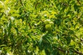 Apple tree branch with ripening juicy apples under bright sunlight. Summer harvest in the garden. Organic gardening and Royalty Free Stock Photo