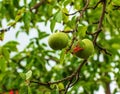 Apple tree branch with ripening juicy apples under bright sunlight. Summer harvest in the garden. Organic gardening and Royalty Free Stock Photo