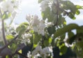 Apple tree branch with white flowers