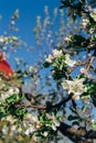 Apple tree branch, with white flowers, apple blossom in spring. pollination. trees in the park